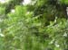 Neemtree